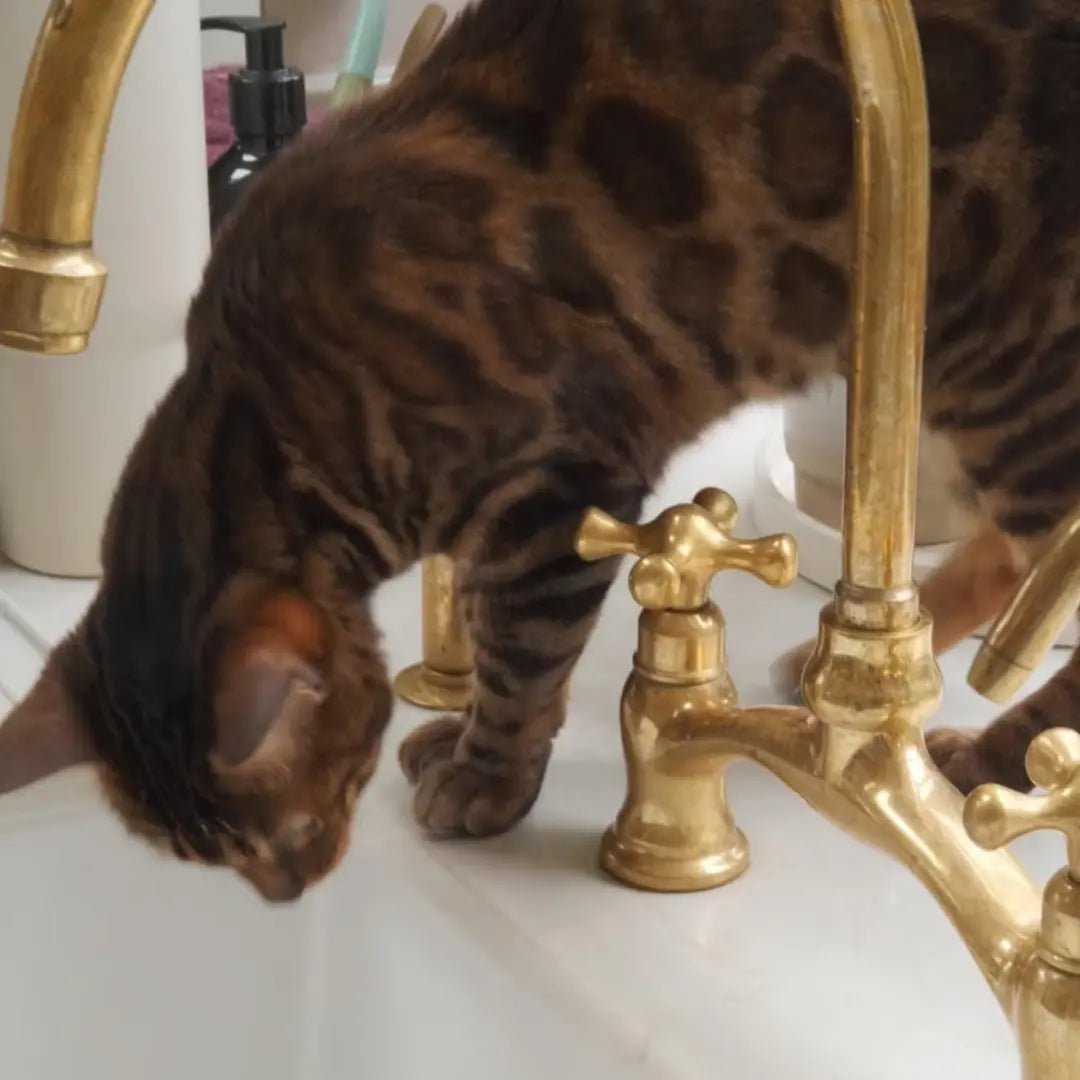 Verdeau - Unlacquered Bridge Kitchen Faucet - Insideast